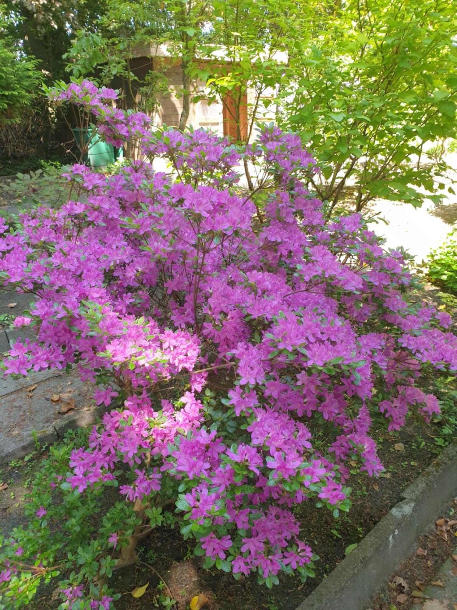 Ferienwohnung Gartenblick Вестерштеде Екстер'єр фото